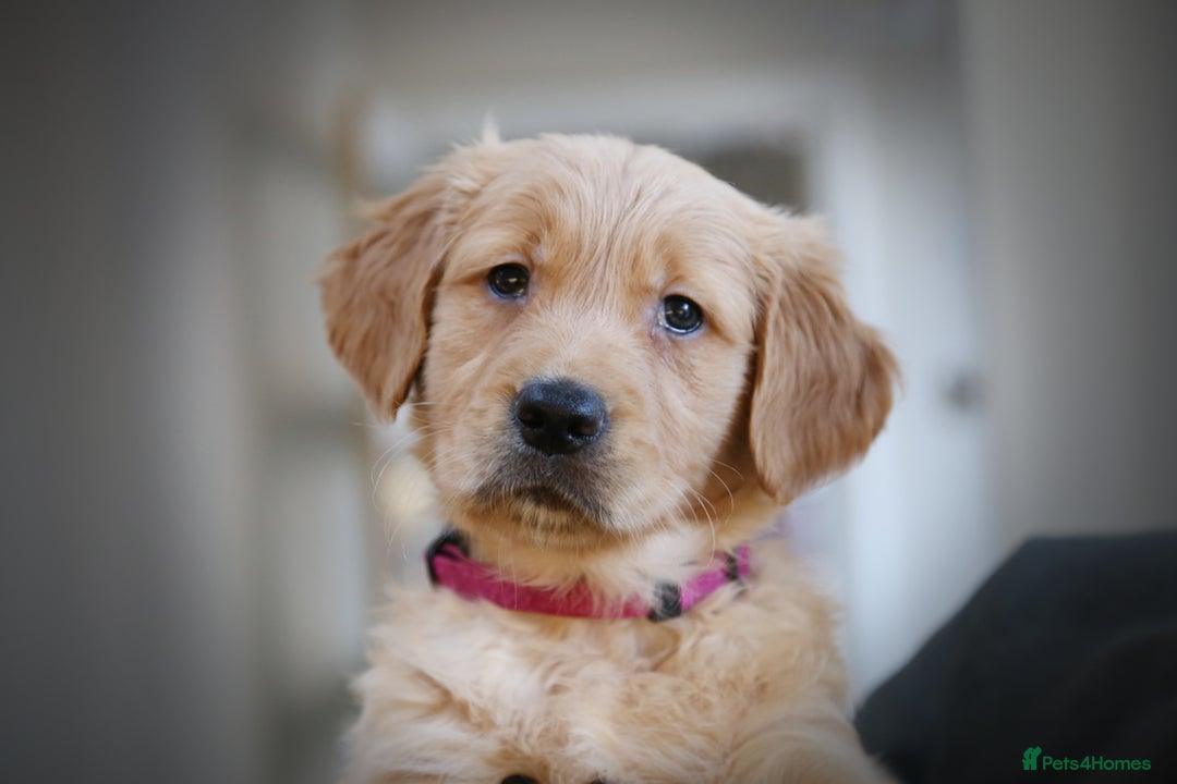 Golden Retriever dogs for sale: KC Registered Championship Line Golden Retrievers - Advert 19