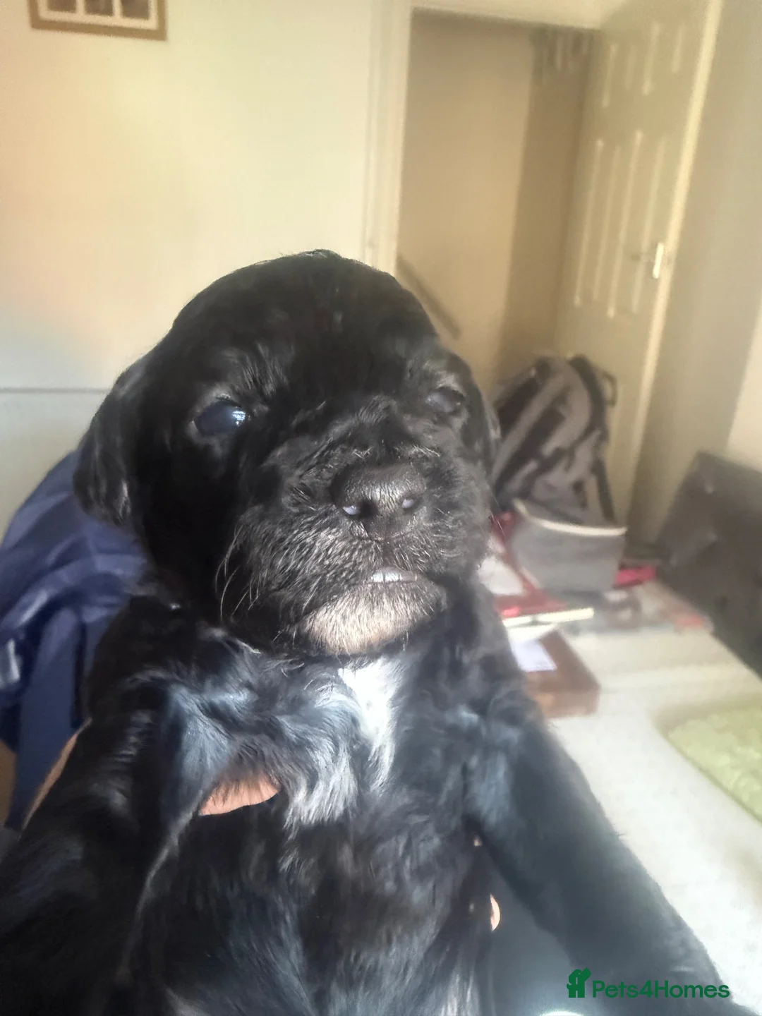 Mixed Breed dogs for sale: Cockapoo x Shihpoo  in Gainsborough - Advert 13