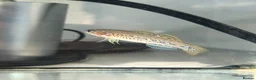 Other/Mixed Breed fish for sale: Purple spotted gudgeon with tank set  in Nottingham - Advert 3