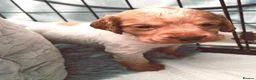 Cocker Spaniel dogs for sale: Beautiful Cocker spaniel puppies  in Driffield - Advert 6