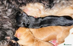 Cockapoo dogs for sale: Exceptional F2 cockapoo puppies available - Image 16