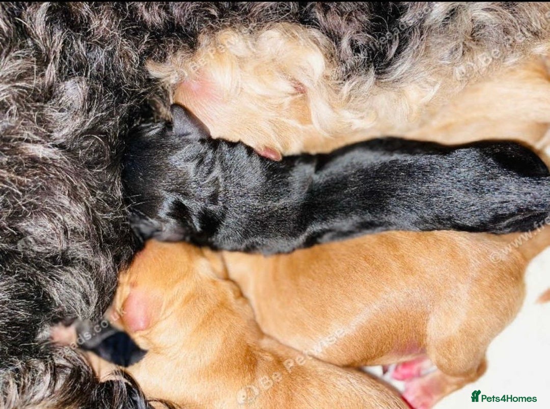 Cockapoo dogs for sale: Exceptional F2 cockapoo puppies available - Image 16