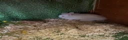 Lionhead rabbits for sale: Beautiful lionhead cross Netherland dwarf girls in Keighley - Advert 1