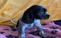 Cocker Spaniel dogs for sale: Show type blue roan cocker spaniel puppies  - Image 4