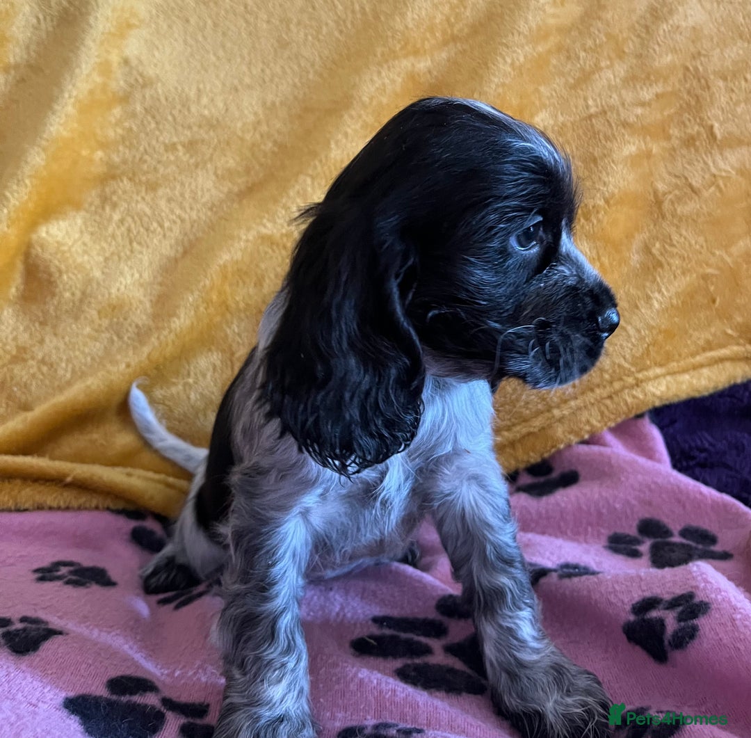 Cocker Spaniel dogs for sale: Show type blue roan cocker spaniel puppies  - Image 4