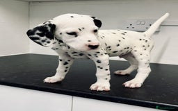 Dalmatian dogs for sale: 🐶 Stunning Dalmatian Puppies – Ready - Image 5