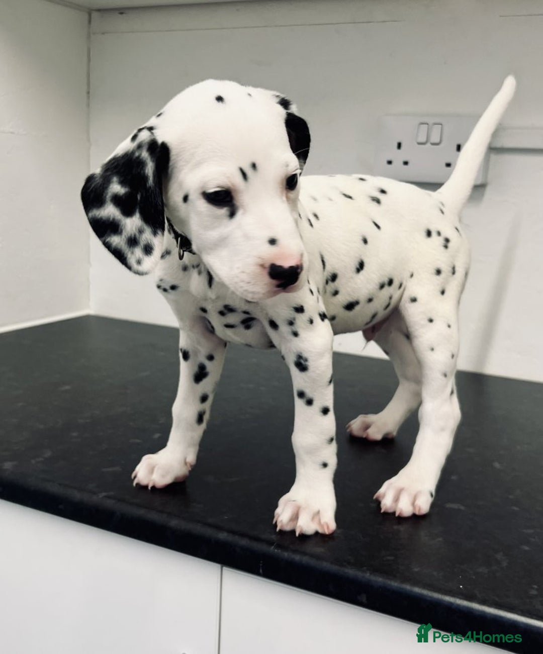 Dalmatian dogs for sale: 🐶 Stunning Dalmatian Puppies – Ready - Image 5