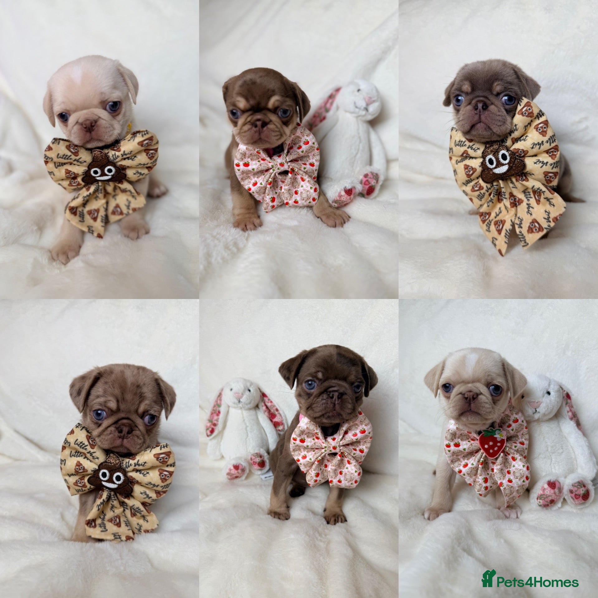Pug dogs 3rd generation pugs 1 boy available  - Advert 1