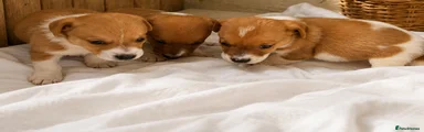 Jack Russell 3