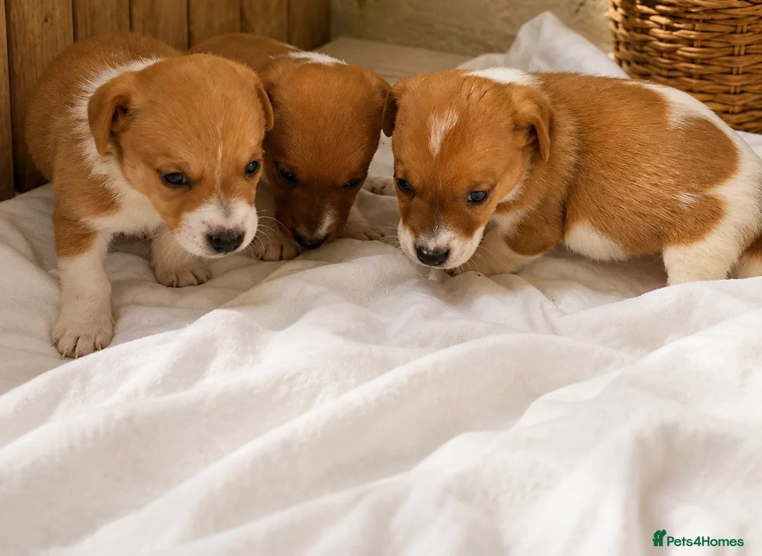 Jack Russell dogs for sale: Stunning litter of true Jack Russell’s  - Advert 2