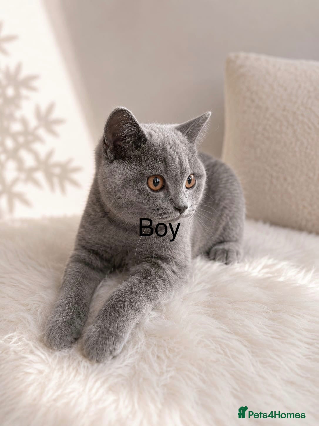 British Shorthair cats Beautiful paws*GB 😻 - Advert 2