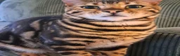 Bengal cats for sale: Wee Bob - Advert 1