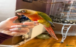 Conures birds for sale: Silly super tame female conure - Image 5