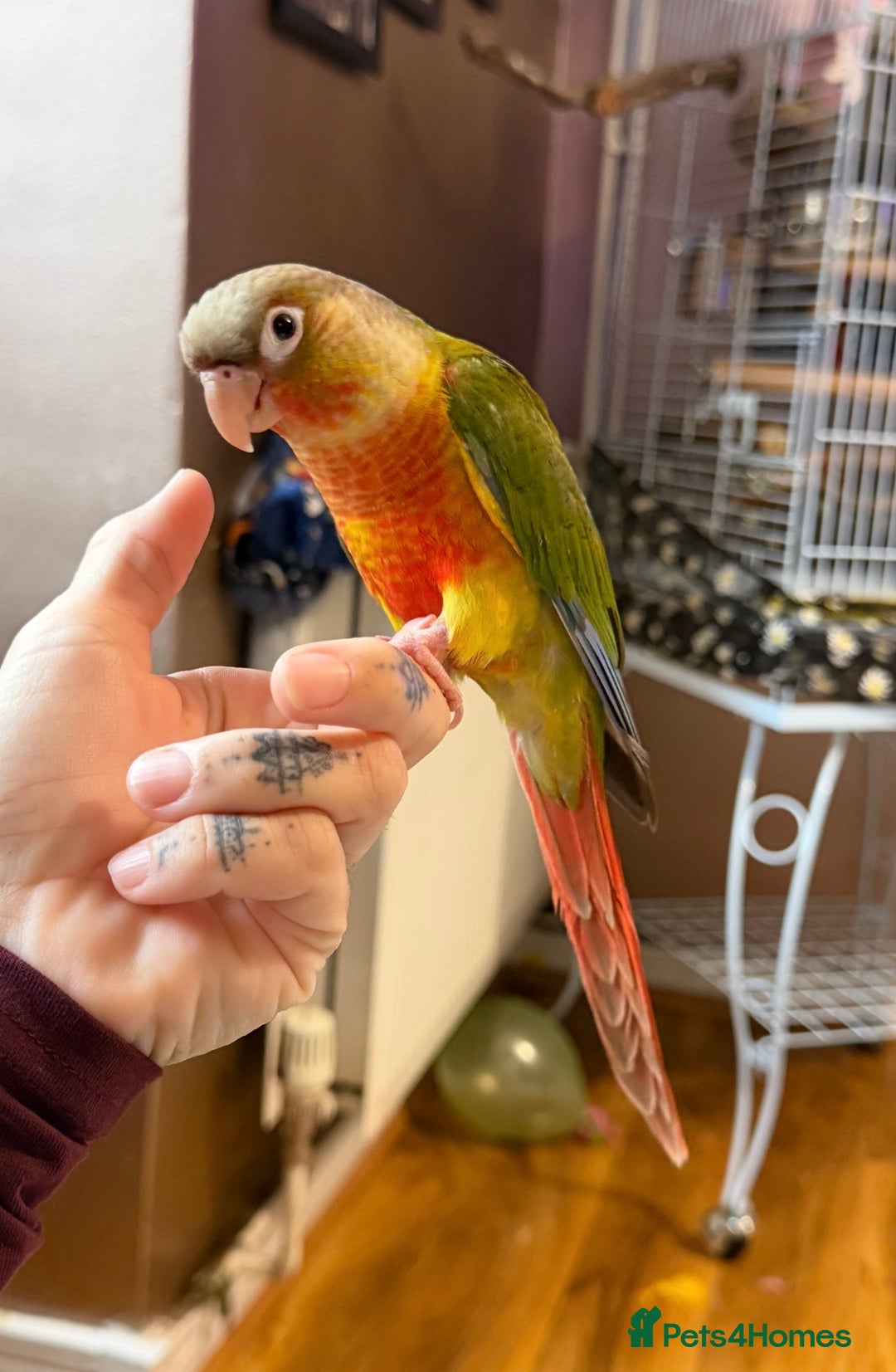 Conures birds for sale: Silly super tame female conure - Image 5