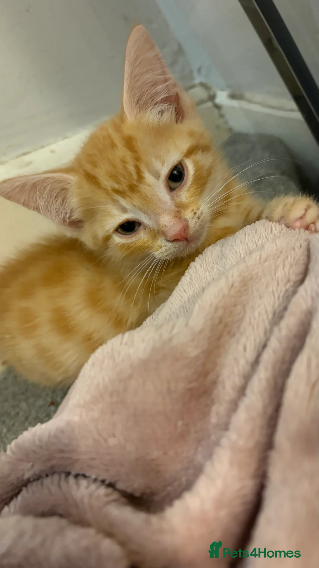 Mixed Breed cats for sale: 6 beautiful kittens  - Advert 2