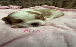 Cavalier King Charles Spaniel dogs for sale: Cavalier King Charles puppies  - Image 15