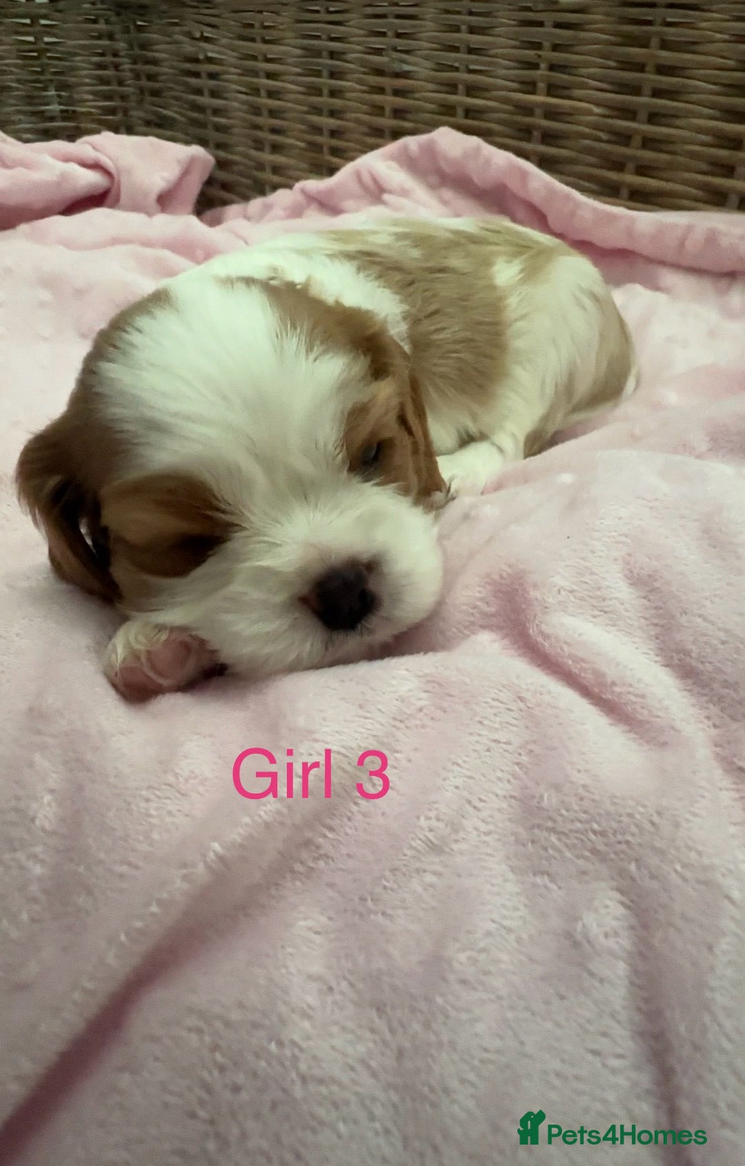 Cavalier King Charles Spaniel dogs for sale: Cavalier King Charles puppies  - Image 15
