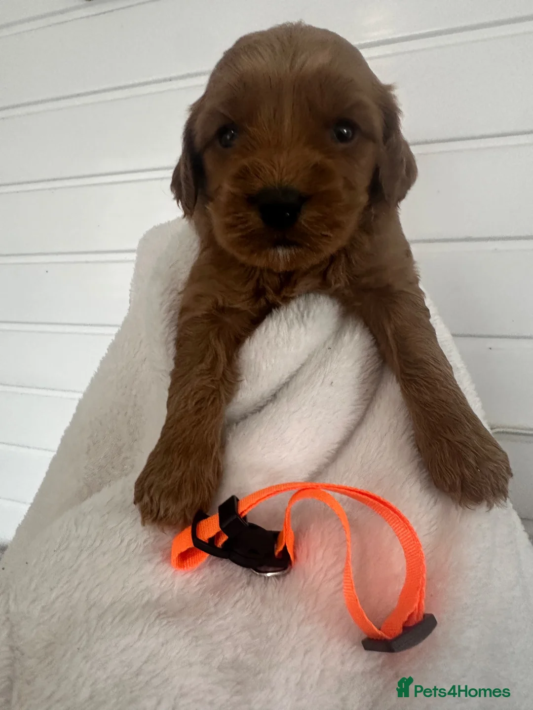 Cockapoo dogs for sale: F1b cockapoos fully health tested clear  - Advert 2