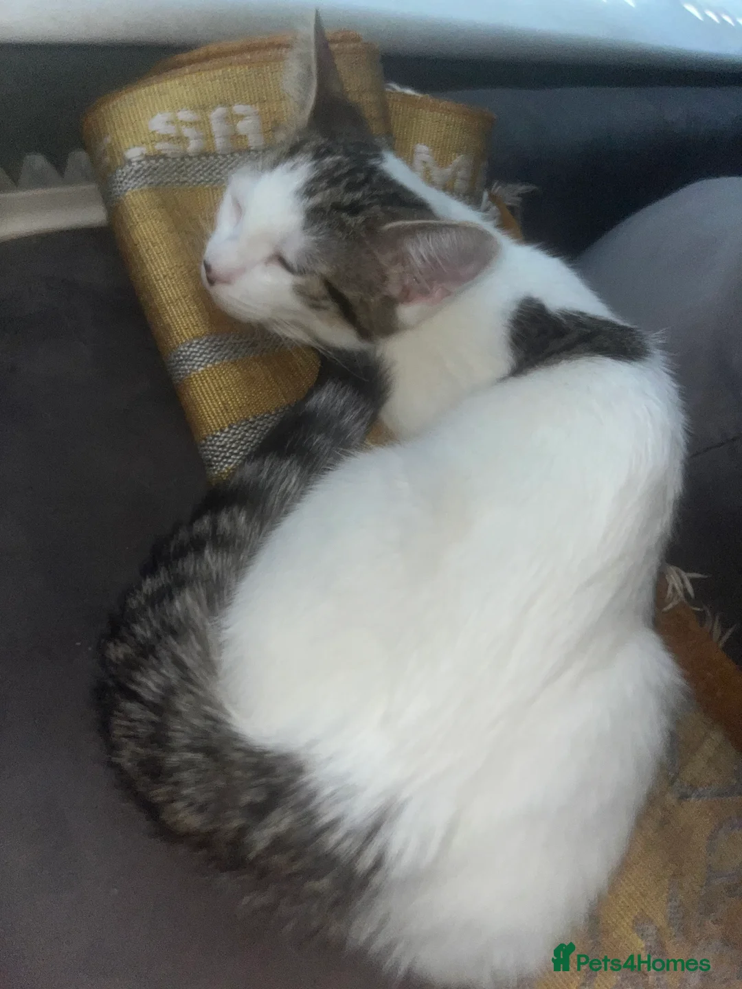 Mixed Breed cats for sale: 3 cats for sale  - Advert 12