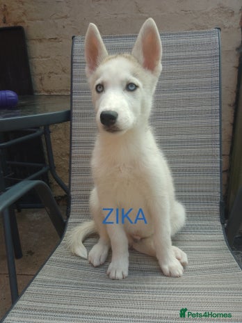 Siberian Husky dogs - Advert 5