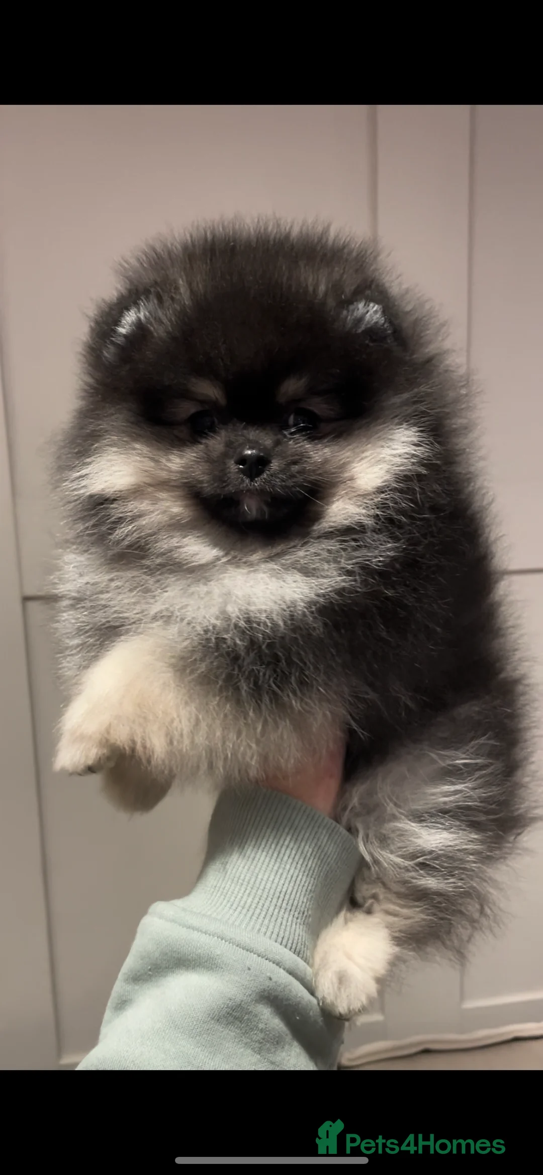 Pomeranian dogs for stud: 💜🧡Lilac & tan KC stud Benji champions in line  in Guildford - Advert 17