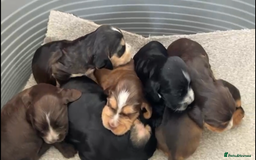 Cocker Spaniel dogs for sale: Kc show extensive health tests beautiful colours - Image 3