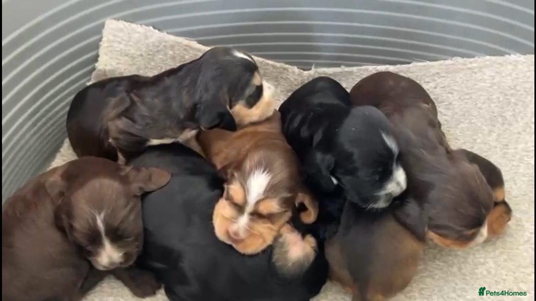 Cocker Spaniel dogs for sale: Kc show extensive health tests beautiful colours - Image 3