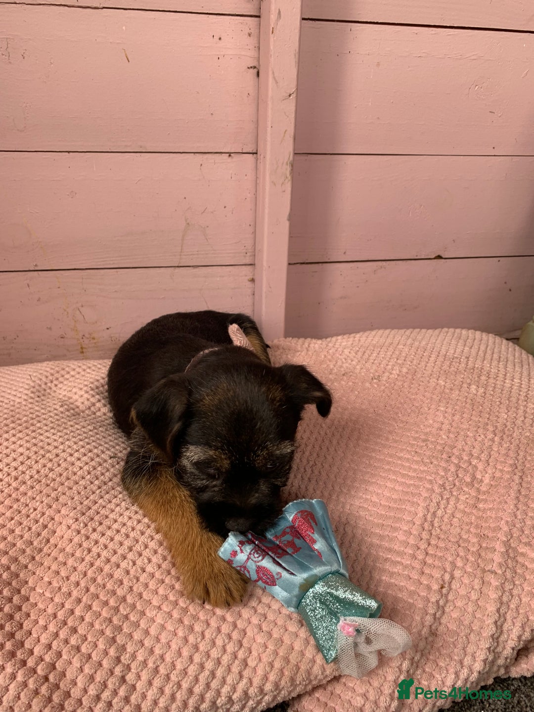 Border Terrier dogs for sale: Border terrier pups - Image 2