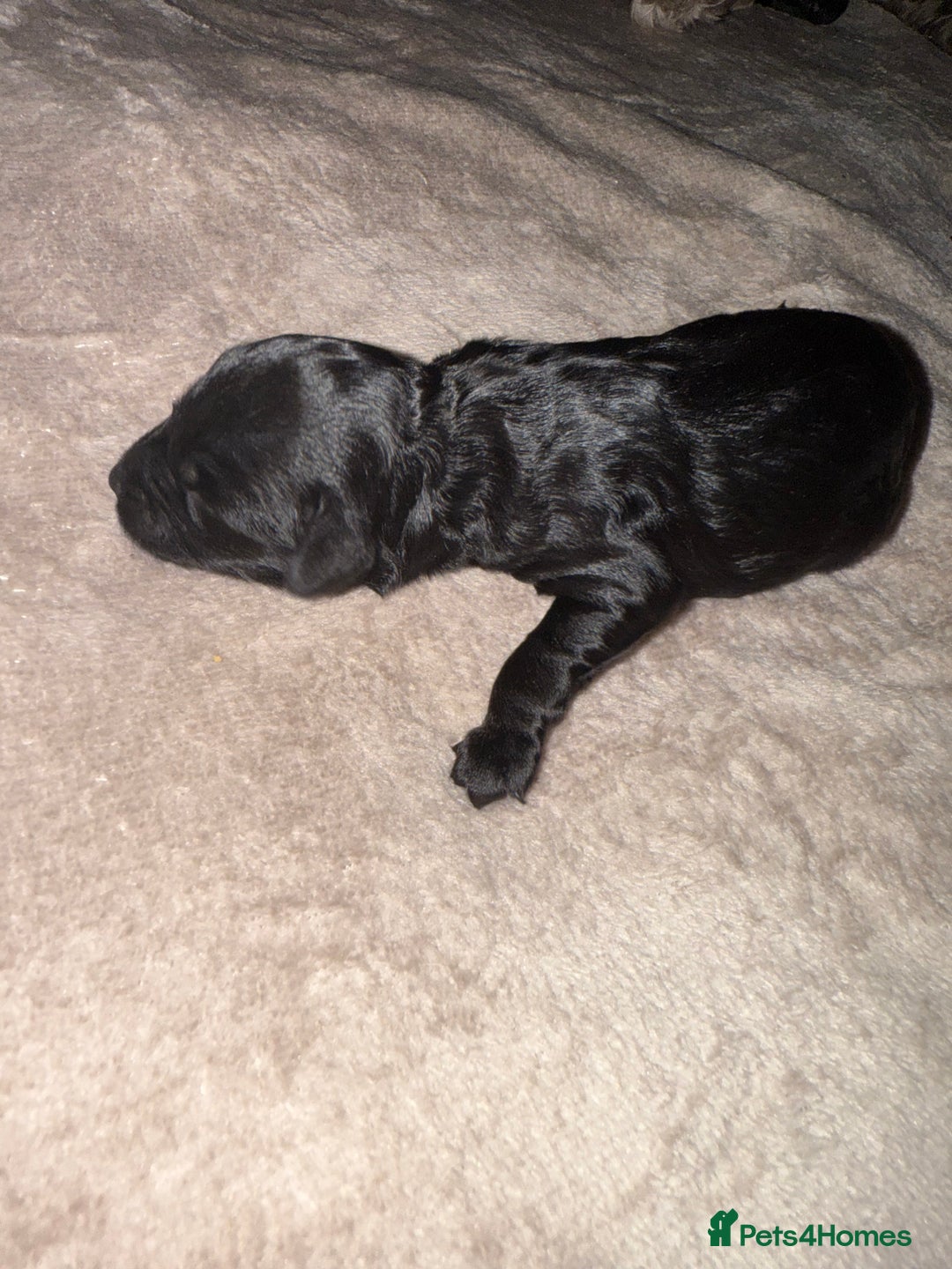 Cockapoo dogs for sale: F1 cockapoo puppies LAST GIRL  - Image 1