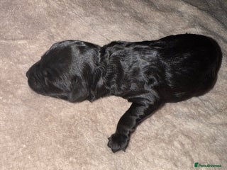 Cockapoo dogs for sale - Advert 1