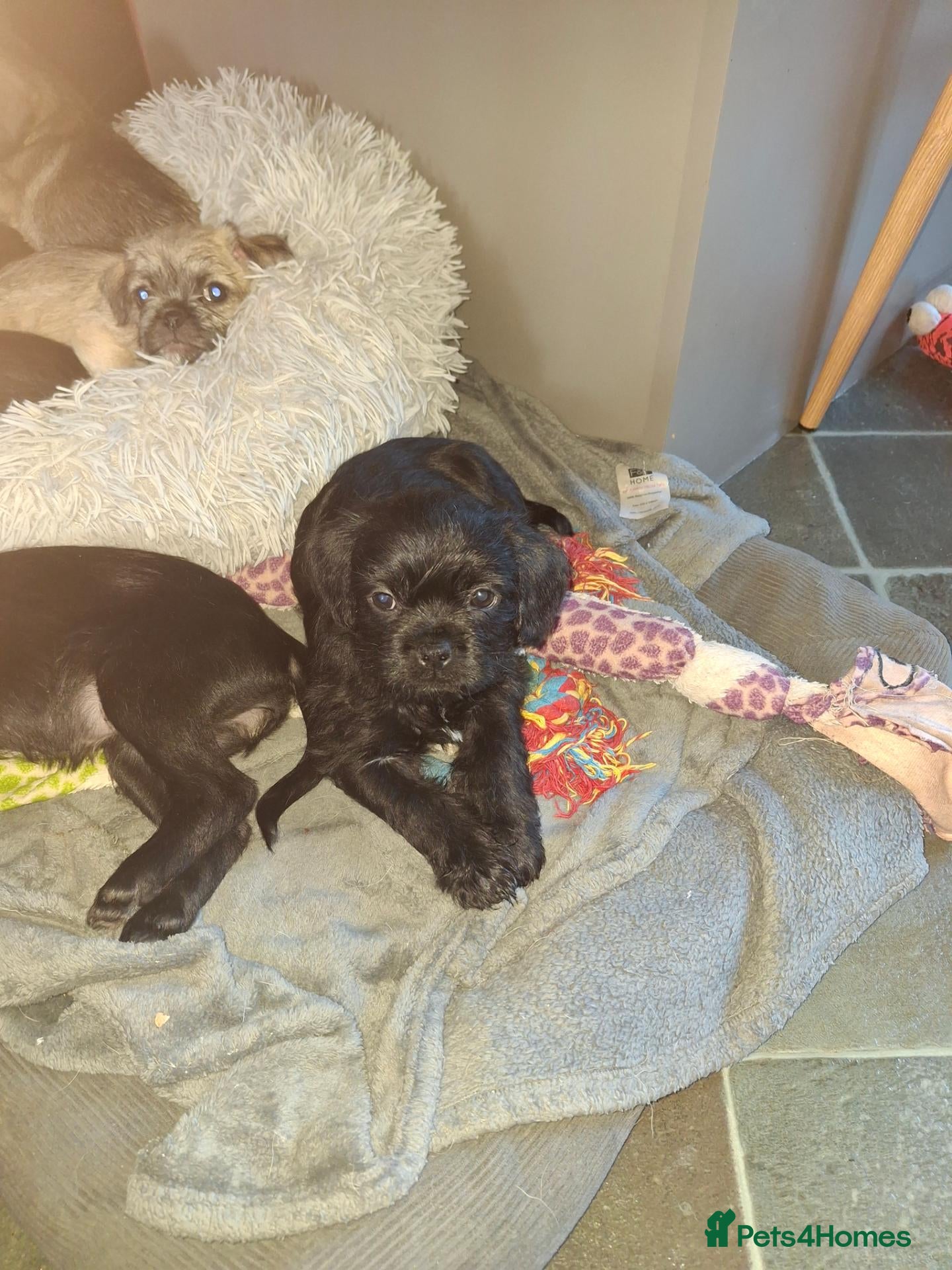 Mixed Breed dogs for sale: 6 adorable pugapoo puppies  - Advert 9