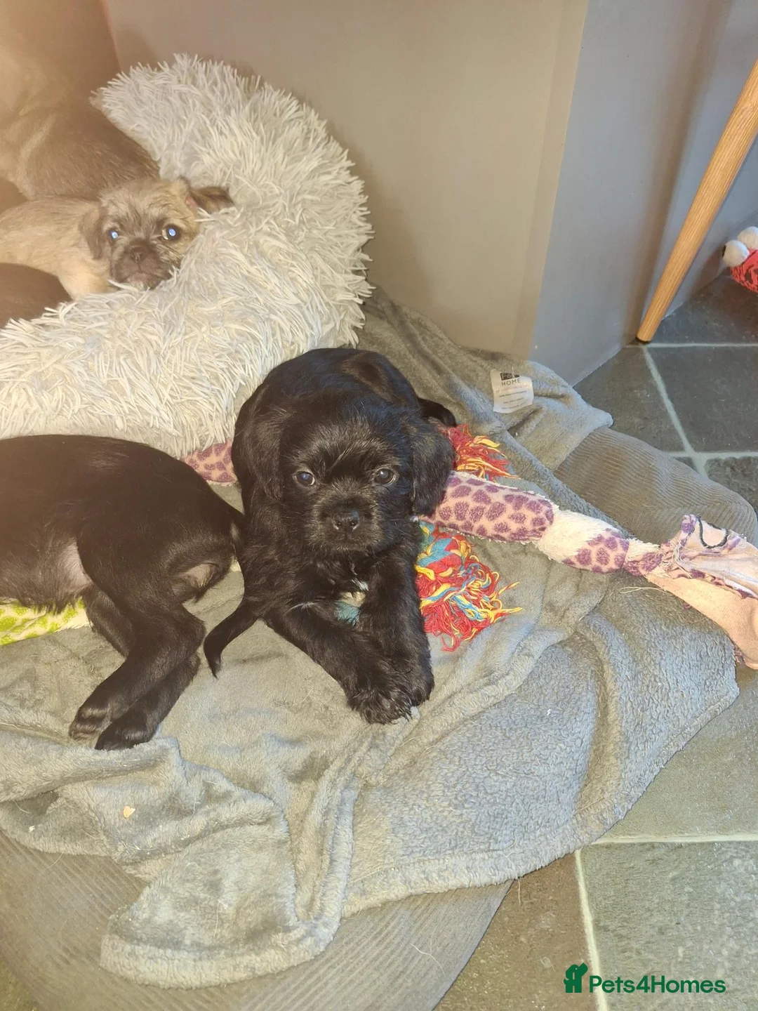 Mixed Breed dogs for sale: 6 adorable pugapoo puppies  - Advert 1