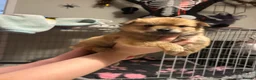 Pomchi dogs for sale: Teddy bear Pomeranian puppies - Advert 21
