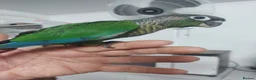 Conures birds for sale: Hand reared super tame conure  - Advert 5