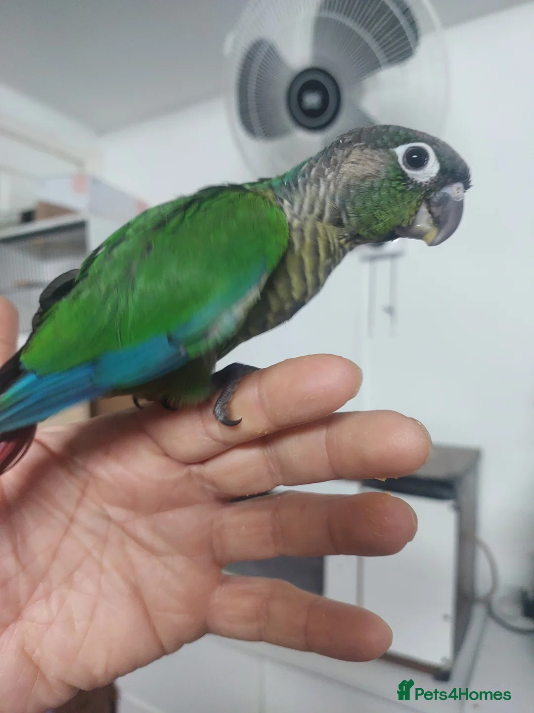Conures birds for sale: Hand reared super tame conure  - Advert 5