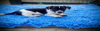 Jack Russell 4