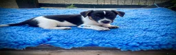 Jack Russell dogs for sale: Beautiful jack pups  in Pontefract - Advert 6