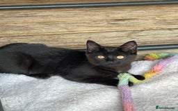 Mixed Breed cats for sale: Ready for forever homes NOW - Image 1