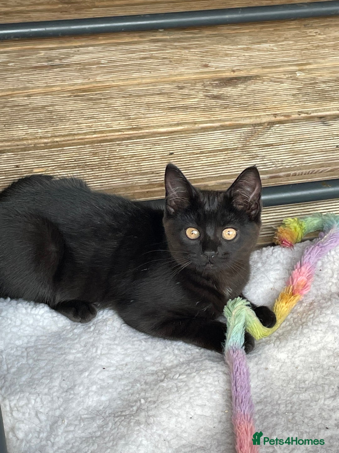 Mixed Breed cats for sale: Ready for forever homes NOW - Image 1