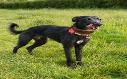 Whippet dogs for sale: Whippet/bedlington + whippet/collie - Image 15