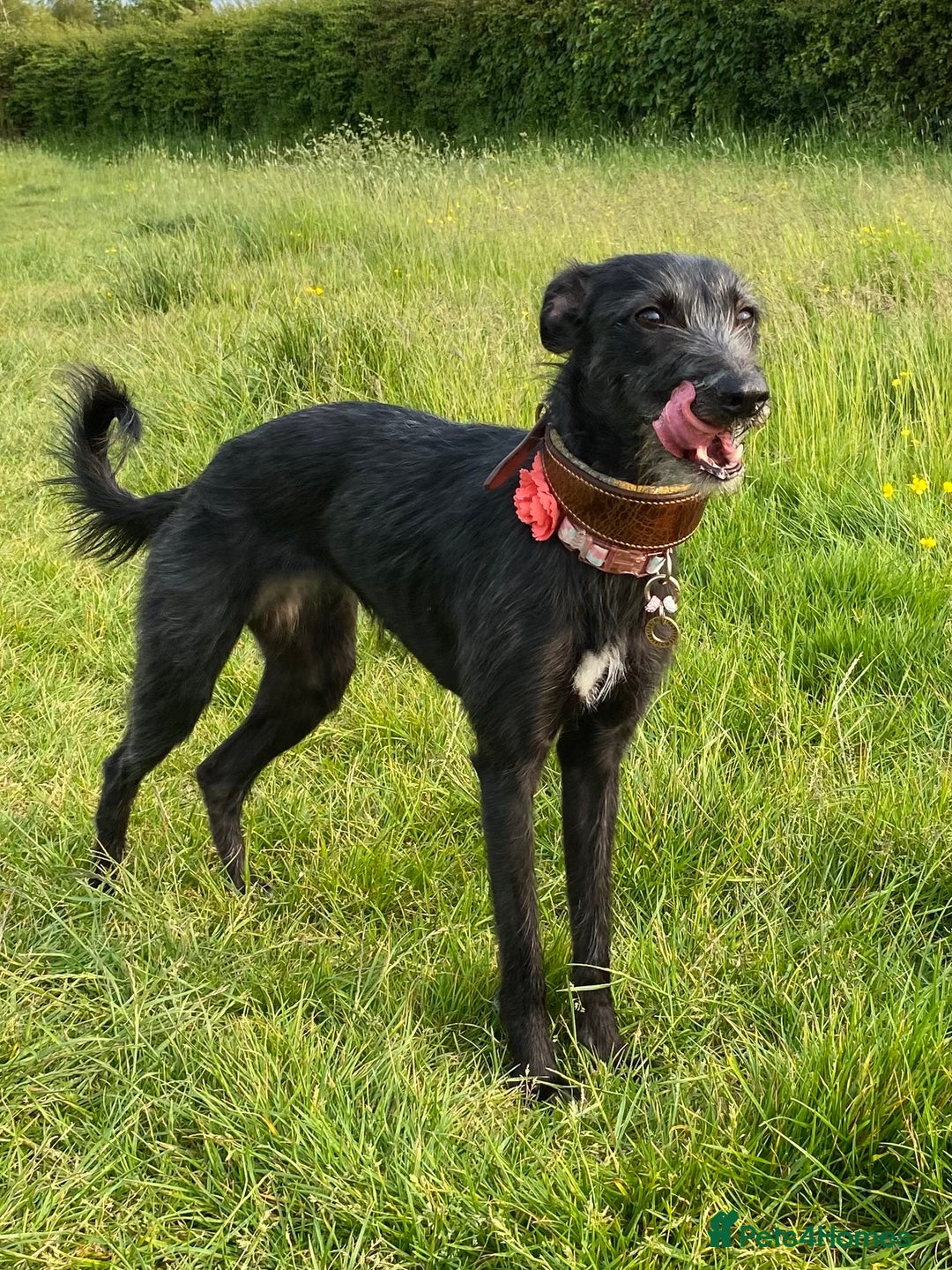 Whippet dogs for sale: Whippet/bedlington + whippet/collie - Image 15