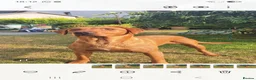 Labrador Retriever dogs for sale: Pondizfields Male Fox Red Labrador pups in Machynlleth - Advert 9