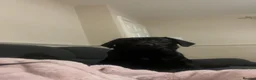 Labrador Retriever dogs for sale: 3 year old black Labrador retriever  in Stafford - Advert 2