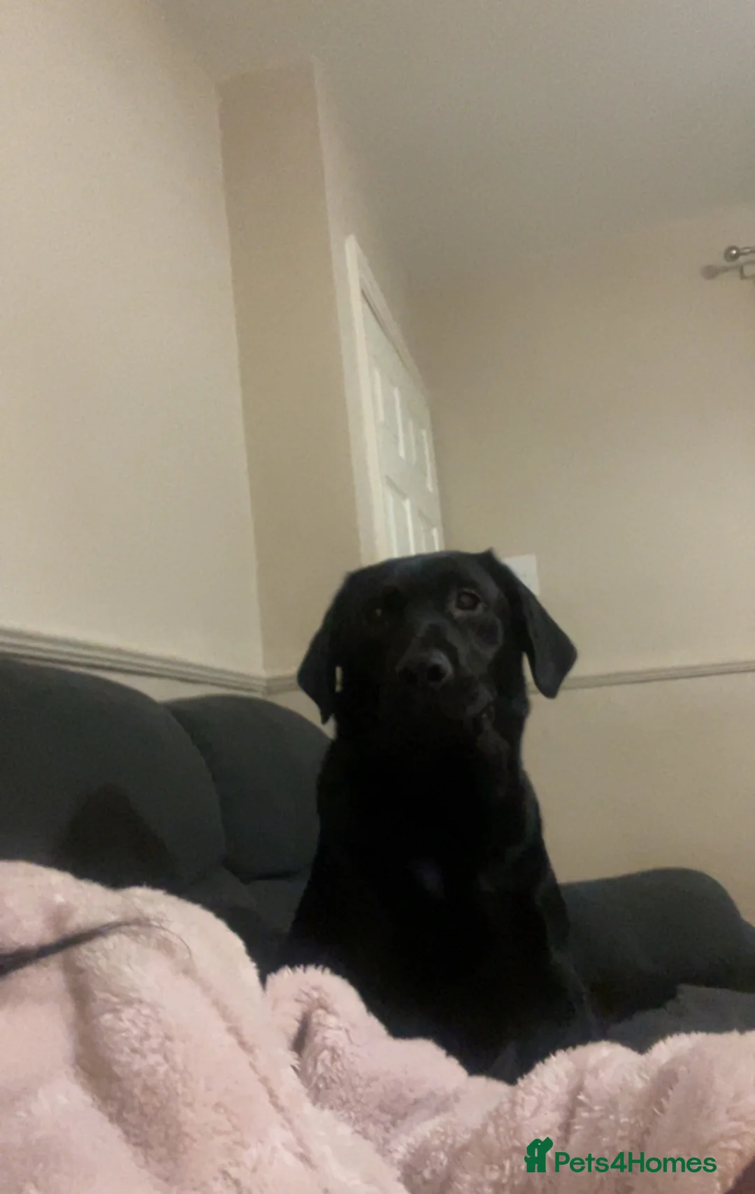 Labrador Retriever dogs for sale: 3 year old black Labrador retriever  in Stafford - Advert 2