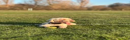Cockapoo dogs for stud: 🐾 Beautiful Cockapoo Stud Exceptional Temperament in Heywood - Advert 6
