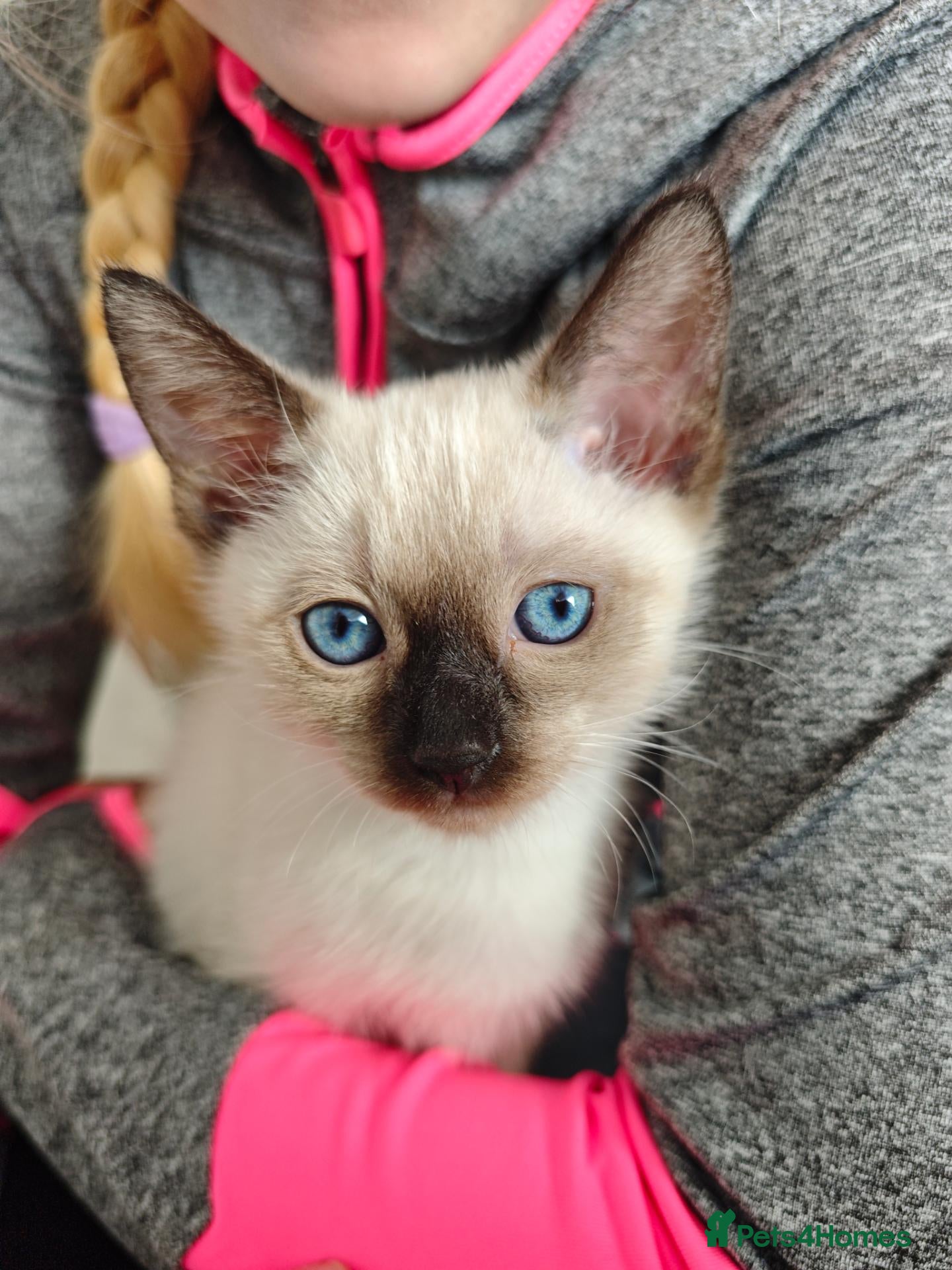 Siamese cats Siamese boy ready for new home ❤️ - Advert 11