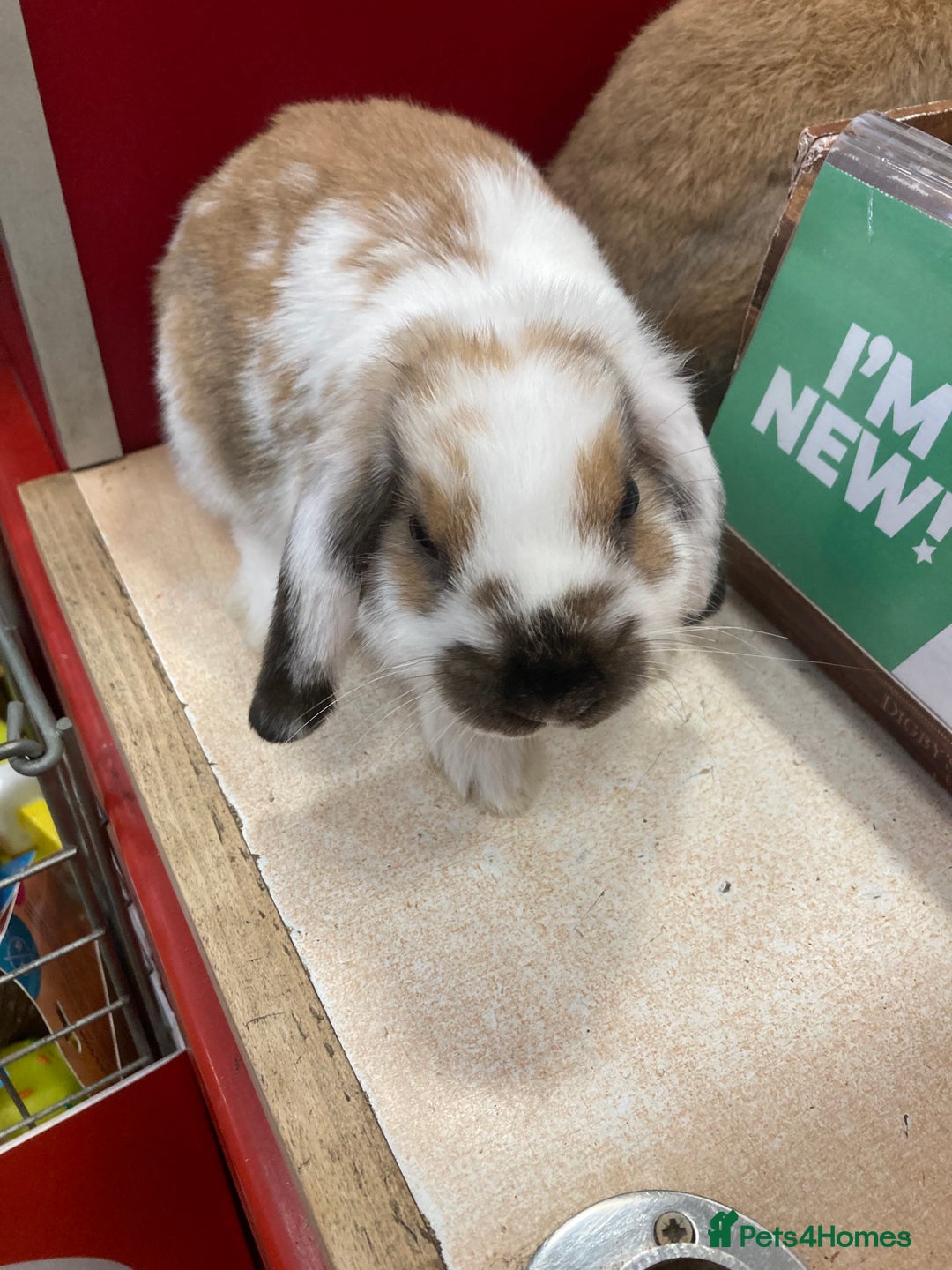 Dwarf Lop rabbits for sale: Two females  - Image 6