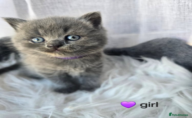 British Shorthair cats - Advert 2