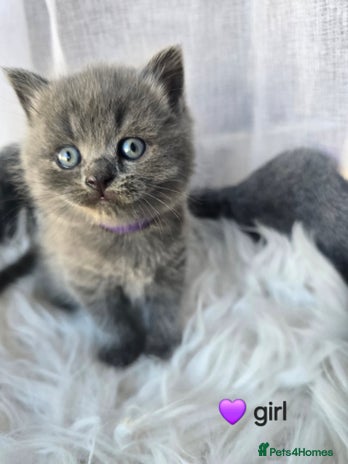 British Shorthair cats - Advert 8