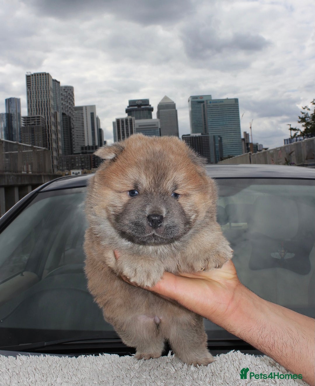 Chow Chow dogs for sale: CHOC🍫LILAC🌪️Champion KC reg🏆 pedigree chow chow - Image 15